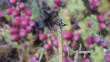 Tenerife İspanya 'da, Teno Kanarya Adaları yakınlarında bulunan dikenli armut kaktüsünün olgun meyveleri. Jeoloji pompası.