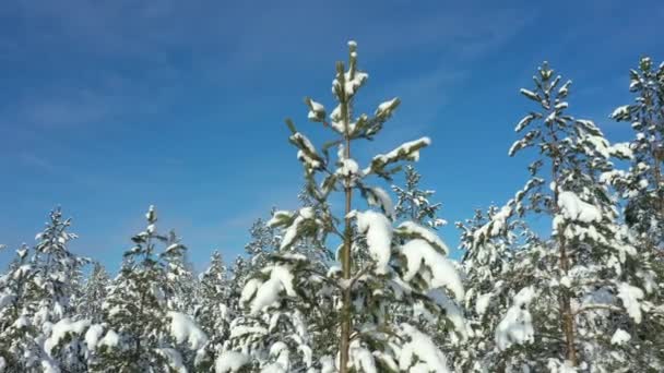 Detailní Letecký Záběr Zasněžených Stromů Slunečného Dne Finsku Ukazuje Krásnou — Stock video