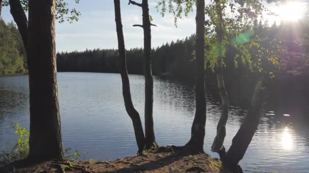 핀란드할 램프에 나무들은 자연의 지역입니다 자연의 지역이죠 — 비디오