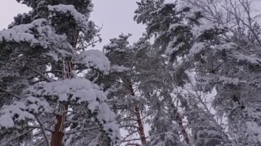 Cennet gibi İskandinav kışında ormandaki ağaçlar karla kaplandı. İskandinav doğası. Kamera yavaşça aşağı eğiliyor.