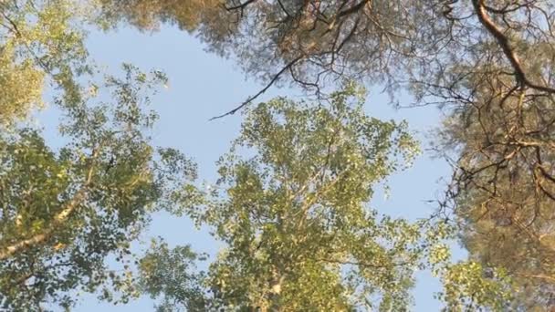 芬兰埃斯波森林里的树从下往上看 可以看到空中的天空 — 图库视频影像