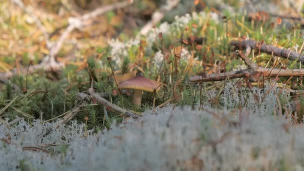 Hongo Las Diminutas Plantas Bayas Suelo Espoo Finlandia Área Recreación — Vídeo de stock