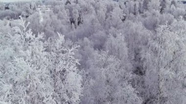 Estonya 'da soğuk bir kış sırasında karlı bir ormanın insansız hava aracı görüntüsü. Güzel İskandinav doğası. Karla kaplı ağaçlar. Hava bulutlu. Kamera yavaşça ilerliyor. Jeoloji görüntüsü.