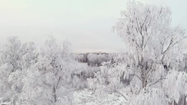 Drone Vista Una Foresta Innevata Estonia Durante Inverno Nordico Cielo — Video Stock
