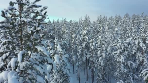 Tiro Aéreo Close Topos Árvores Nevadas Dia Ensolarado Finlândia Mostrando — Vídeo de Stock