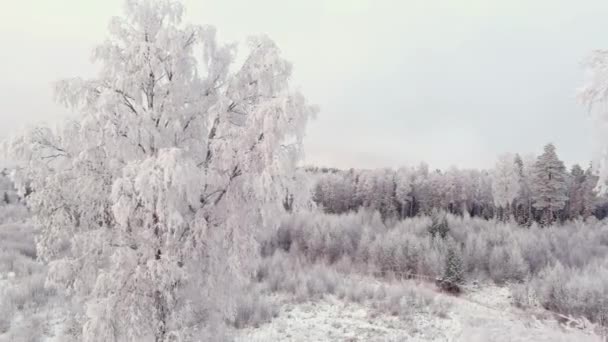 スキャンディナヴィアの冬の間のフィンランドの雪の森の空中ビュー 素晴らしい北欧の自然 曇った空 雪に覆われた木 ドローンはゆっくりと前後に移動します 地質学的ショット — ストック動画