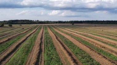 - Rusya. Leningrad bölgesinin Gatchinsky bölgesi. 28 Ağustos 2021. Tarladaki bir traktör demetler için biçilmiş saman topluyor..