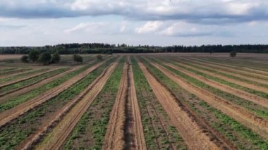 - Rusya. Leningrad bölgesinin Gatchinsky bölgesi. 28 Ağustos 2021. Tarladaki bir traktör demetler için biçilmiş saman topluyor..