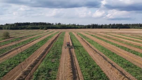 Oroszország. A leningrádi régió Gatchinsky kerülete. 2021. augusztus 28. Egy traktor a mezőn szénát gyűjt a kévék útjaira.. — Stock videók