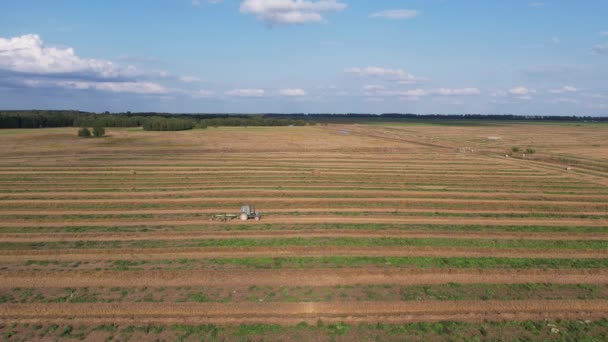 Росія. Гатчинський район Ленінградської області. 28 серпня 2021 року. Трактор у полі збирає сіно у стежки для снопи.. — стокове відео