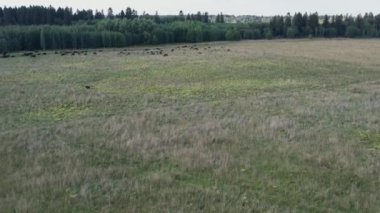 - Rusya. Leningrad bölgesinin Gatchinsky bölgesi. 28 Ağustos 2021. Toplu tarlalarda otlayan büyük bir inek sürüsü..