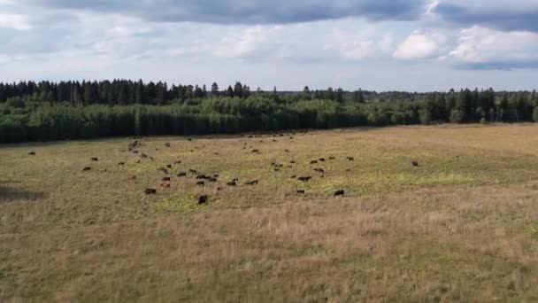 러시아. 레닌그라드 지역의 개 츠 킨스키 지역입니다. 2021 년 8 월 28 일. 집단 농장에서 풀을 뜯고 있는 큰 무리 의소들. — 비디오