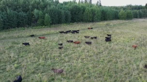 ロシアだ。レニングラード地方のガッチンスキー地区。2021年8月28日。集団農場での牛の放牧の大規模な群れ. — ストック動画