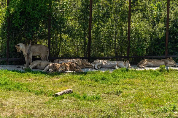 A Península da Crimeia. 17 de julho de 2021. a cidade de Belogorsk. Leões jovens e leoas dormem, escondidos à sombra do aviário no zoológico. — Fotografia de Stock