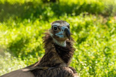 Kırım Cumhuriyeti 'ne. Belogorsk şehri. 17 Temmuz 2021. Tayvan Aslan Parkı 'nda kara akbaba..