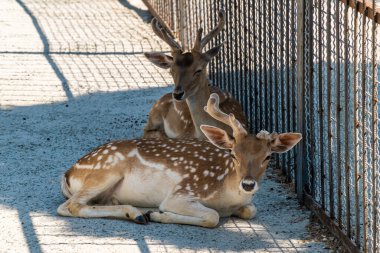 Kırım Cumhuriyeti 'ne. Belogorsk şehri. 17 Temmuz 2021. Tayvan Aslan Parkı 'nın etrafındaki avrupa geyiği.