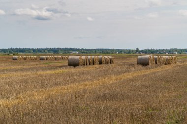 - Rusya. Leningrad bölgesinin Gatchinsky bölgesi. 28 Ağustos 2021. Tarlalarda toplanan saman..