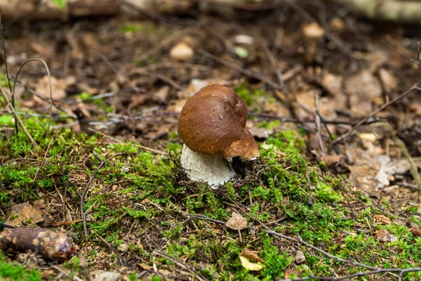 Russie Région Leningrad Août 2021 Champignon Blanc Comestible Germé Travers — Photo