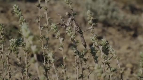 クリミア半島 2021年7月11日 砂色の大きなカマキリがスーダク市のアルチャク山の山の植物を通って移動します — ストック動画