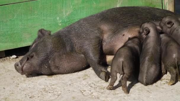 Péninsule Crimée Ville Belogorsk Juillet 2021 Cochon Noir Adulte Couché — Video