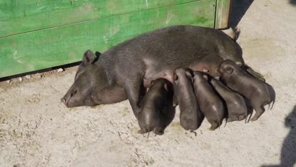 Crimean Peninsula City Belogorsk July 2021 Adult Black Pig Lying — Stock Video