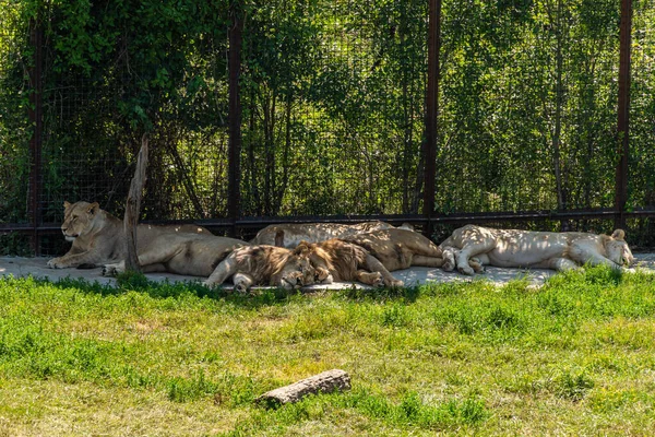 Péninsule Crimée Juillet 2021 Ville Belogorsk Les Jeunes Lions Lionnes — Photo