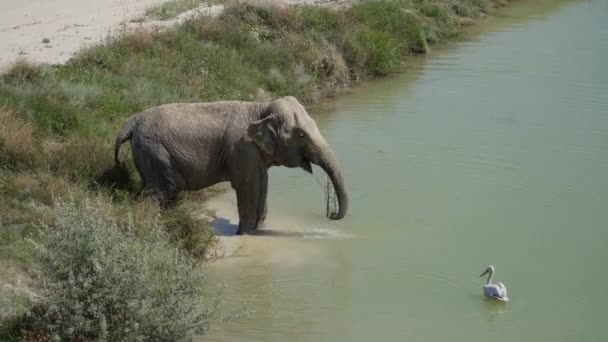 克里米亚半岛 Belogorsk市 2021年7月17日 在利沃夫泰根公园 在炎热的天气里 一头大象在池塘里游泳 一只白鹈鹕在附近游泳 — 图库视频影像