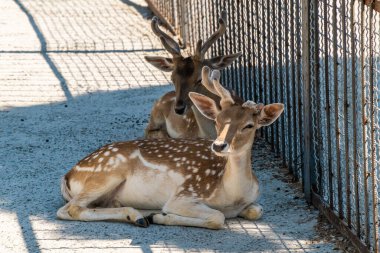 Kırım Yarımadası. Belogorsk şehri. 17 Temmuz 2021. Tayvan Aslan Parkı 'nın çevrelediği yerde Avrupalı bir geyik ailesi yaşıyor..