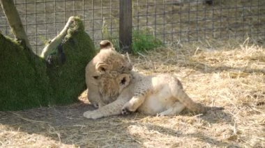 Kırım Cumhuriyeti 'ne. 17 Temmuz 2021. Komik küçük aslan yavruları Belogorsk şehrindeki Taigan Lions Park 'ında çimlerin üzerinde tembelce yatıyorlar..