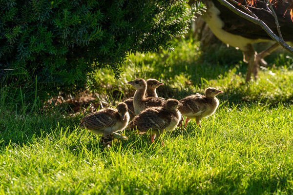 Очень молодые незрелые павлины бегают в стае по траве в летнем парке.