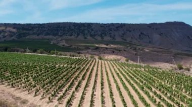 Güneş Vadisi 'nin şaraphanesinin üzüm bağları kuşbakışı görülebiliyor..