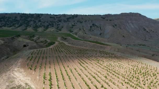 Viñedos de la bodega de la planta del Valle Soleado desde una vista de pájaro. — Vídeo de stock