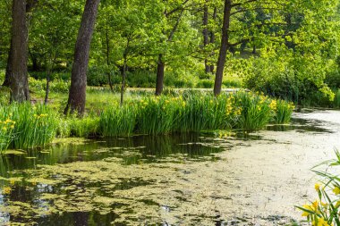 - Rusya. 14 Haziran 2021. Sarı bataklık zambağı, Petrodvorets 'teki İskenderiye şehir peyzajındaki rezervuarın kıyısında güzel bir şekilde çiçek açar..
