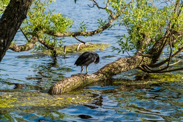 Rusland Juni 2021 Een Watervogel Voet Reinigt Zijn Zwarte Veren — Stockfoto