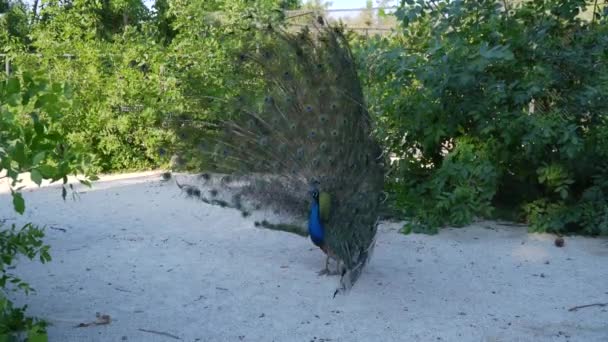 Adult Peacock Has Spread Its Bright Colored Tail Walking Freely — Stock Video