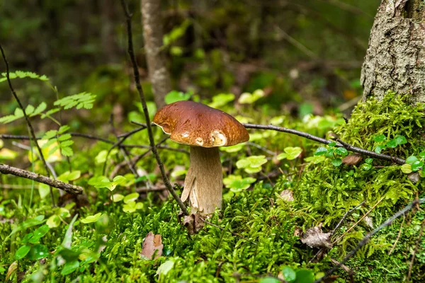 A Rússia. Região de Leningrado. 29 de agosto de 2021. Cogumelo branco comestível em uma clareira na floresta. — Fotografia de Stock