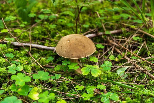 A Rússia. Região de Leningrado. 29 de agosto de 2021. Cogumelo comestível podberezovik em uma clareira na floresta. — Fotografia de Stock