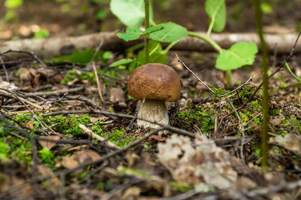 A Rússia. Região de Leningrado. 29 de agosto de 2021. Cogumelo branco comestível em uma clareira na floresta. — Fotografia de Stock