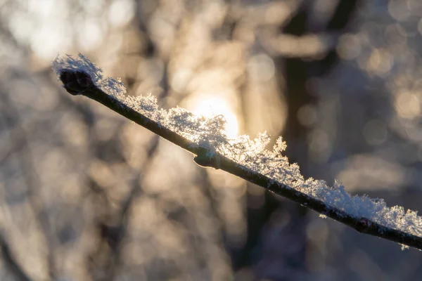 Russia Kronstadt January 2022 Rays Sunlight Passing Frost Tree Branch — Stock Photo, Image