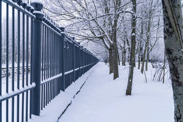 Rusia. Kronstadt, 12 de enero de 2022. Pintoresca vista de invierno en el parque a lo largo del canal de circunvalación de Kronstadt. —  Fotos de Stock