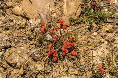 Kırım Cumhuriyeti 'ne. 11 Temmuz 2021. Sudak kasabası yakınlarındaki dağların yamaçlarında kurak ve sıcak havada Kırım böğürtlenleri..
