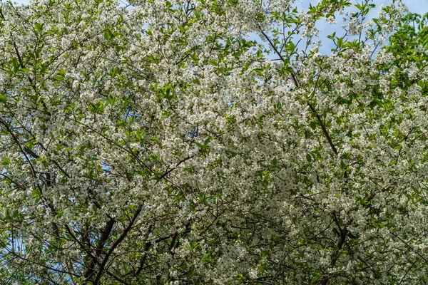 Russland. Kronstadt 19. Mai 2021. Leuchtend weiße Blumen blühten auf den Kirschen. — Stockfoto