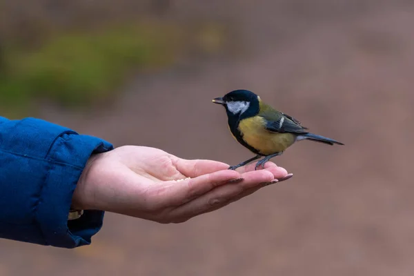 Russia. November 7, 2021. A tit pecks millet from a human hand. — Foto Stock