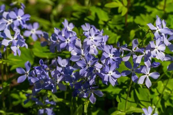 Russia June 2021 Picturesque Blue Phlox Flowers Early June City — Stock Photo, Image