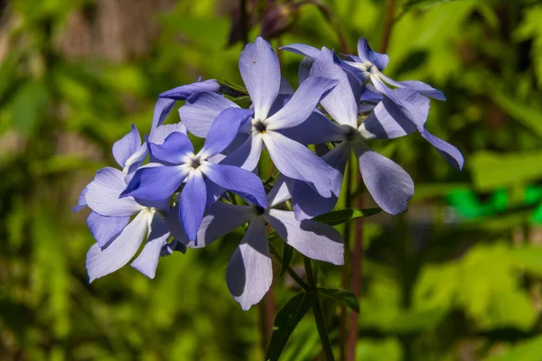 Rusia Junio 2021 Pintorescas Flores Flóx Azul Principios Junio Los — Foto de Stock
