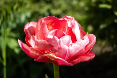 - Rusya. Kronstadt 'ta. 27 Mayıs 2020. Narin pembe bir lalenin yemyeşil lalesi ilkbaharın sonlarında çiçek açtı..