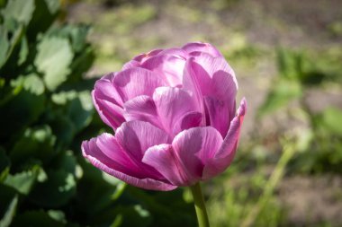 - Rusya. Kronstadt 'ta. 27 Mayıs 2020. Narin pembe bir lalenin yemyeşil lalesi ilkbaharın sonlarında çiçek açtı..