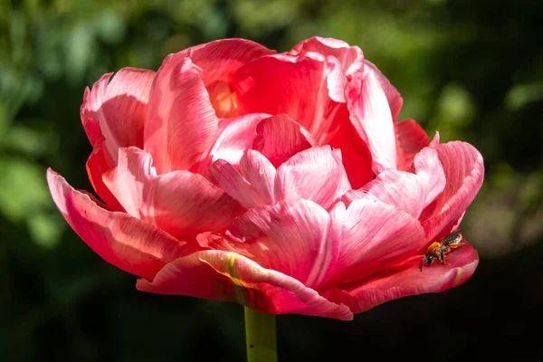 - Rusya. Kronstadt 'ta. 27 Mayıs 2020. Narin pembe bir lalenin yemyeşil lalesi ilkbaharın sonlarında çiçek açtı..