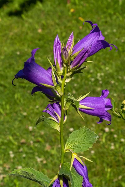 Rusia Región Leningrado Julio 2020 Flores Grandes Brillantes Color Púrpura — Foto de Stock