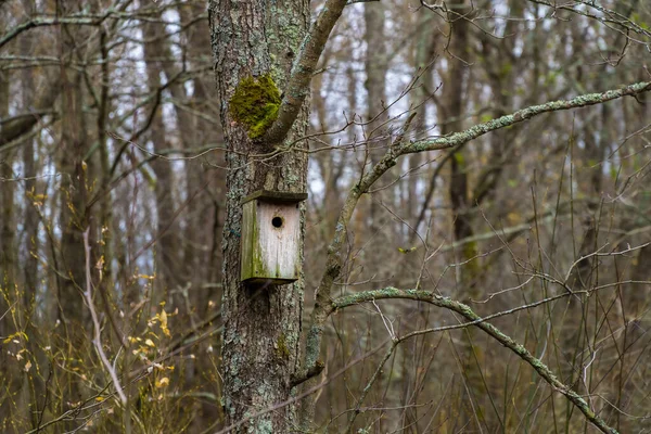 La Russie. Kronstadt. 26 octobre 2019. Un vieux nichoir sur un arbre dans la forêt. — Photo